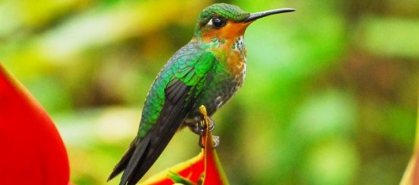 Hummingbird Brilliant Green-Coronada, Costa Rica,  Peter Prokosch, 